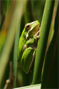 Hidden Critters In Your Food
