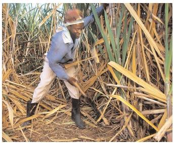 The ancestors of many Caribbean islanders were brought as slaves to work on the sugarcane plantations. In the New World, their traditional African cuisines integrated new flavors both from their new environment and from the cuisines of various European colonial powers. [Catherine Karnow/Corbis. Reproduced by permission.]
