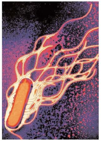A transmission electron micrograph (TEM) shows a Salmonella sp. bacterium. The bacterium is transmitted through contact with a carrier or by ingestion of contaminated meat or dairy products. [USDA/Science Source/Photo Researchers, Inc. Reproduced by permission.]
