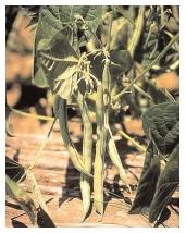 Legumes include many varieties of beans, including the popular green bean shown here. Legumes provide more fiber per serving than any other vegetable, and also provide plenty of protein. [JLM Visuals. Reproduced with permission.]