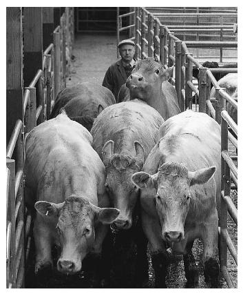 In December 2003, the USDA announced a recall of 10,410 pounds of beef that may have been exposed to the tissues of an animal that suffered from bovine spongiform encephalopathy, or so-called "mad cow disease." The recall generated a sensational response, even though other food-borne illnesses present a far greater danger to U.S. consumers. [AP/Wide World Photos. Reproduced by permission.]