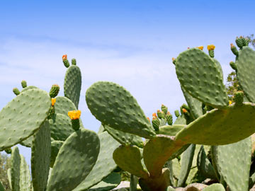 Nopales and Couscous Salad