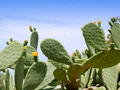 Nopales And Couscous