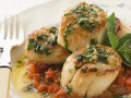 Scallop Tomato and Basil Saute